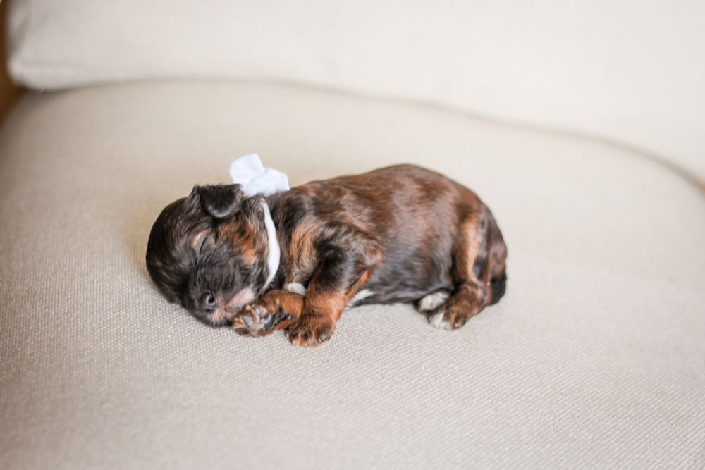 shihpoo puppies for sale, shihpoo puppies, shihpoo breeder,  shihpoo puppy. shihtzu poodle mix, poodle shihtzu, shihpoo, shih poo, shih poo puppies for sale, puppies for sale, shihpoo puppies for sale near me, teddy bear puppies for sale, teddybear puppies for sale, teddybear puppies, teddybear puppy, teddybear puppy breeder, designer puppies for sale, small puppies for sale, hypoallergenic puppies, nonshedding puppies, healthy puppies