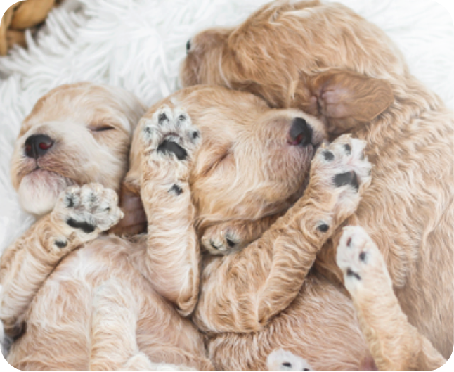 poochon puppies for sale, poochon breeder, poochon puppy, teddybear puppies for sale, puppies for sale, teddybear puppy, teddybear puppy breeder, bichpoo puppies for sale, bichpoo puppies, bichpoo breeder, bichpoo puppy, maltipoo puppies for sale maltipoo breeder, maltipoo, teddybear puppies for sale, multipoo, maltepoo, shihpoo puppies for sale, shihpoo puppies, shihpoo, shihpoo breeder,, teddybear puppies, , shihtzu poodle puppies,
