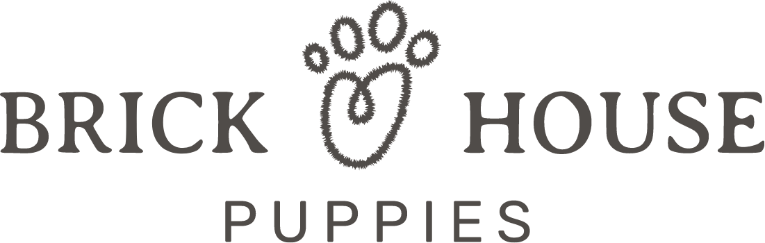 maltipoo puppies for sale, poochon puppies for sale, shihpoo puppies for sale, maltipoo breeder, poochon breeder, shihpoo 