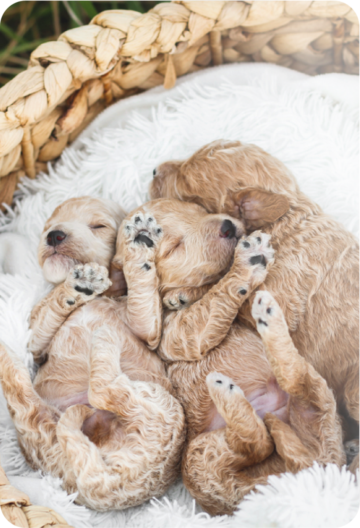poochon puppies for sale, shihpoo puppies for sale, maltipoo puppies for sale, maltipoo puppies, shihpoo breeder, poochon breeder, maltipoo breeder,  teddybear puppy breeder, puppies for sale near me, puppies for sale, shihpoo, poochon, maltipoo