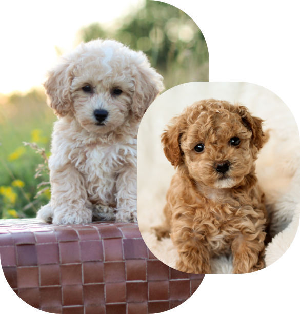 Poochon Puppies: Brick House Teddybear Puppies for sale, Poochon breeder poochon puppies for sale, poochon puppy, shihpoo puppies for sale, shihpoo puppy, maltipoo puppies for sale, maltipoo puppies, poochon breeder, poochon, shihpoo breeder, shihpoo, mlatipoo breeder, maltipoo, teddybear puppy breeder, teddybear breeder, teddybear puppies for sale, dog breeder, brick house puppies, puppy breeder, f1 hybrid puppies, hypoallergenic puppies, doodle puppies, puppies of sale, puppies for sale near me, designer puppies, healthy puppies, poodle mix, poodle,