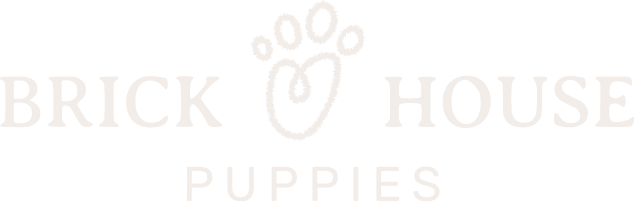 maltipoo puppies for sale, poochon puppies for sale, shihpoo puppies for sale, maltipoo breeder, poochon breeder, shihpoo 