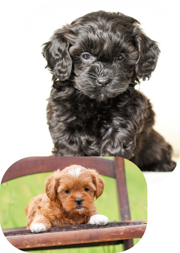 Shihpoo Puppies: Brick House Teddybear Puppies, Shihpoo poochon puppies for sale, poochon puppy, shihpoo puppies for sale, shihpoo puppy, maltipoo puppies for sale, maltipoo puppies, poochon breeder, poochon, shihpoo breeder, shihpoo, mlatipoo breeder, maltipoo, teddybear puppy breeder, teddybear breeder, teddybear puppies for sale, dog breeder, brick house puppies, puppy breeder, f1 hybrid puppies, hypoallergenic puppies, doodle puppies, puppies of sale, puppies for sale near me, designer puppies, healthy puppies, poodle mix, poodle,