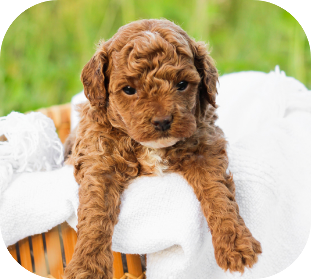 Poodle Puppy: Brick House mini poodle puppy poochon puppies for sale, poochon puppy, shihpoo puppies for sale, shihpoo puppy, maltipoo puppies for sale, maltipoo puppies, poochon breeder, poochon, shihpoo breeder, shihpoo, mlatipoo breeder, maltipoo, teddybear puppy breeder, teddybear breeder, teddybear puppies for sale, dog breeder, brick house puppies, puppy breeder, f1 hybrid puppies, hypoallergenic puppies, doodle puppies, puppies of sale, puppies for sale near me, designer puppies, healthy puppies, poodle mix, poodle,