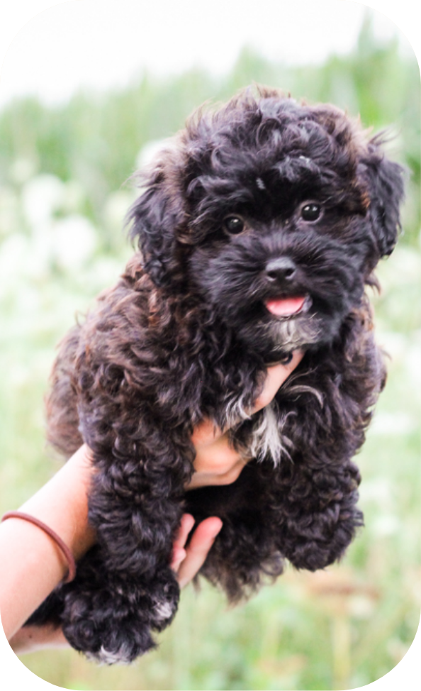 shihpoo puppies for sale, shihpoo puppies, shihpoo breeder, shihpoo, teddybear puppies for sale, teddybear puppies, puppies
