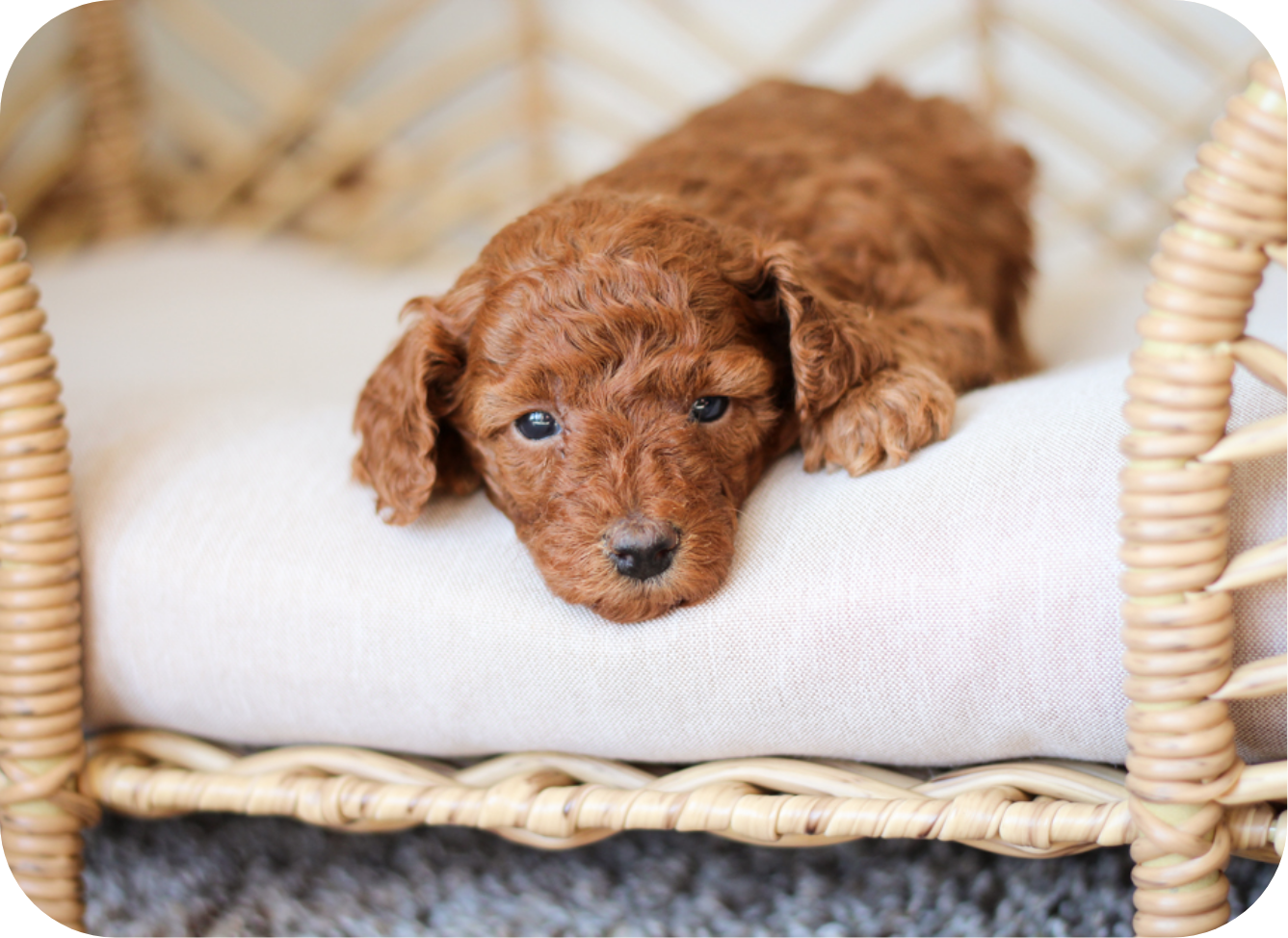 maltipoo puppies for sale, maltipoo breeder, maltipoo, maltipoo puppies, teddybear puppies for sale, multipoo puppies