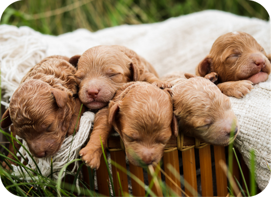 poochon puppies for sale, poochon breeder, poochon puppy, teddybear puppies for sale, puppies for sale, teddybear puppy, teddybear puppy breeder, bichpoo puppies for sale, bichpoo puppies, bichpoo breeder, bichpoo puppy, maltipoo puppies for sale maltipoo breeder, maltipoo, teddybear puppies for sale, multipoo, maltepoo, shihpoo puppies for sale, shihpoo puppies, shihpoo, shihpoo breeder,, teddybear puppies, , shihtzu poodle puppies, shihpoo puppies for sale, shihpoo puppies, shihpoo, shihpoo breeder, teddybear puppies for sale, teddybear puppies, teddybear puppy, shihtzu poodle puppies, puppies for sale, puppies for sale near me, poochon breeder, poochon puppies for sale, poochon puppies, poochon breeder, maltipoo puppies for sale, maltipoo, maltipoo breeder, maltipoo puppies, malti poo, multipoo, maltepoo