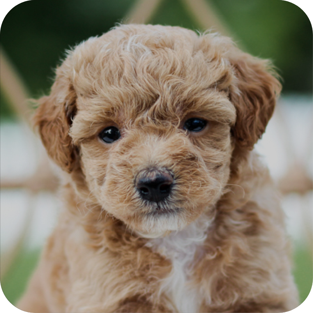 poochon puppies for sale, poochon breeder, poochon puppy, teddybear puppies for sale, puppies for sale, teddybear puppy, teddybear puppy breeder, bichpoo puppies for sale, bichpoo puppies, bichpoo breeder, bichpoo puppy 