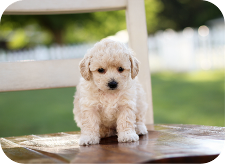 shihpoo puppies for sale, shihpoo puppies, shihpoo, shihpoo breeder, teddybear puppies for sale, teddybear puppies, teddybear puppy, shihtzu poodle puppies, puppies for sale, puppies for sale near me, poochon breeder, poochon puppies for sale, poochon puppies, poochon breeder, maltipoo puppies for sale, maltipoo, maltipoo breeder, maltipoo puppies, malti poo, multipoo, maltepoo