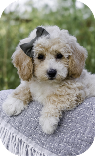 shihpoo puppies for sale, shihpoo puppies, shihpoo, shihpoo breeder, teddybear puppies for sale, teddybear puppies, teddybear puppy, shihtzu poodle puppies, puppies for sale, puppies for sale near me, poochon breeder, poochon puppies for sale, poochon puppies, poochon breeder, maltipoo puppies for sale, maltipoo, maltipoo breeder, maltipoo puppies, malti poo, multipoo, maltepoo