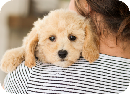 shihpoo puppies for sale, shihpoo puppies, shihpoo, shihpoo breeder, teddybear puppies for sale, teddybear puppies, teddybear puppy, shihtzu poodle puppies, puppies for sale, puppies for sale near me, poochon breeder, poochon puppies for sale, poochon puppies, poochon breeder, maltipoo puppies for sale, maltipoo, maltipoo breeder, maltipoo puppies, malti poo, multipoo, maltepoo
