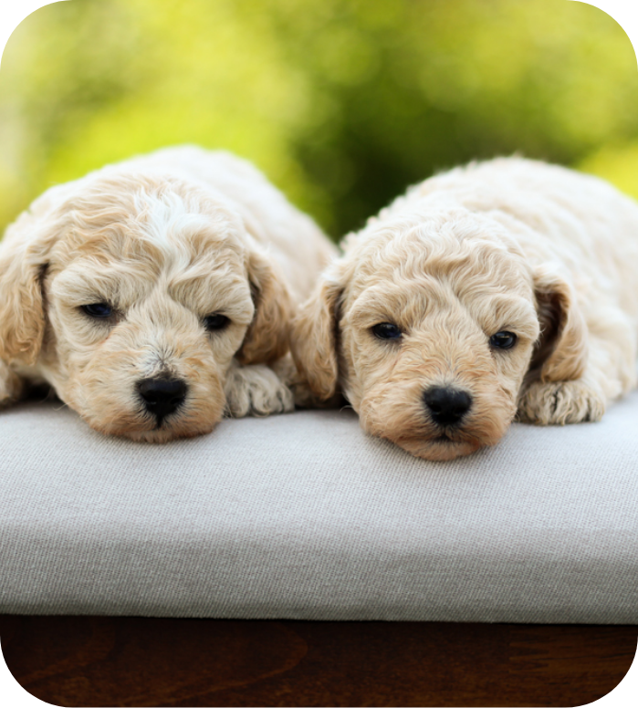 poochon puppies for sale, poochon puppies, poochon breeder, bichpoo puppies for sale, bichpoo breeder, bichon poodle puppies for sale, bichon poodle puppies, bichon poodle puppy, bichonpoo puppies for sale, bichon poodle breeder, teddybear puppies for sale, teddybear puppies, teddybear puppy breeder