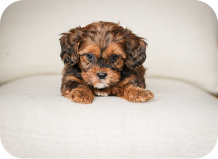 shihpoo puppies for sale, shihpoo puppies, shihpoo, shihpoo breeder, teddybear puppies for sale, teddybear puppies, teddybear puppy, shihtzu poodle puppies, puppies for sale, puppies for sale near me, poochon breeder, poochon puppies for sale, poochon puppies, poochon breeder, maltipoo puppies for sale, maltipoo, maltipoo breeder, maltipoo puppies, malti poo, multipoo, maltepoo