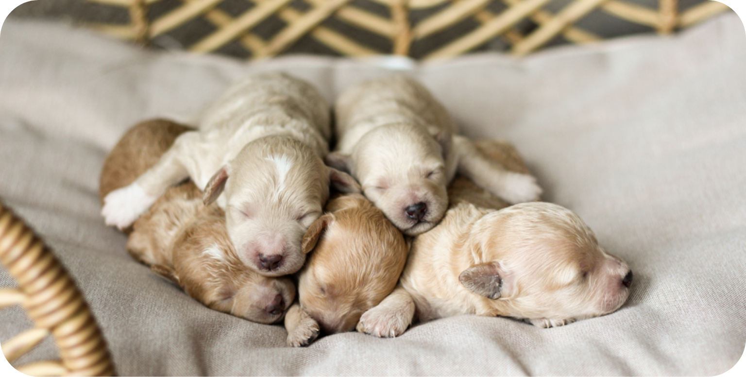 poochon puppies for sale, poochon puppies, poochon breeder, bichpoo puppies for sale, bichpoo breeder, bichon poodle puppies for sale, bichon poodle puppies, bichon poodle puppy, bichonpoo puppies for sale, bichon poodle breeder, teddybear puppies for sale, teddybear puppies, teddybear puppy breeder