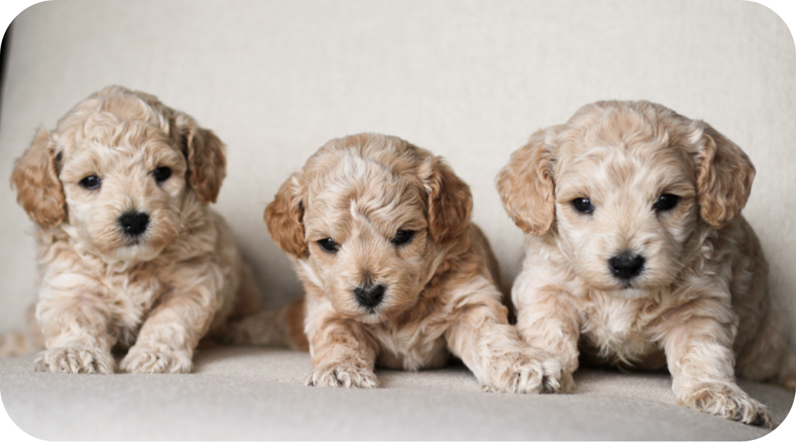 poochon puppies for sale, poochon puppies, poochon breeder, bichpoo puppies for sale, bichpoo breeder, bichon poodle puppies for sale, bichon poodle puppies, bichon poodle puppy, bichonpoo puppies for sale, bichon poodle breeder, teddybear puppies for sale, teddybear puppies, teddybear puppy breeder