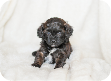 shihpoo puppies for sale, shihpoo puppies, shihpoo, shihpoo breeder, teddybear puppies for sale, teddybear puppies, teddybear puppy, shihtzu poodle puppies, puppies for sale, puppies for sale near me, poochon breeder, poochon puppies for sale, poochon puppies, poochon breeder, maltipoo puppies for sale, maltipoo, maltipoo breeder, maltipoo puppies, malti poo, multipoo, maltepoo