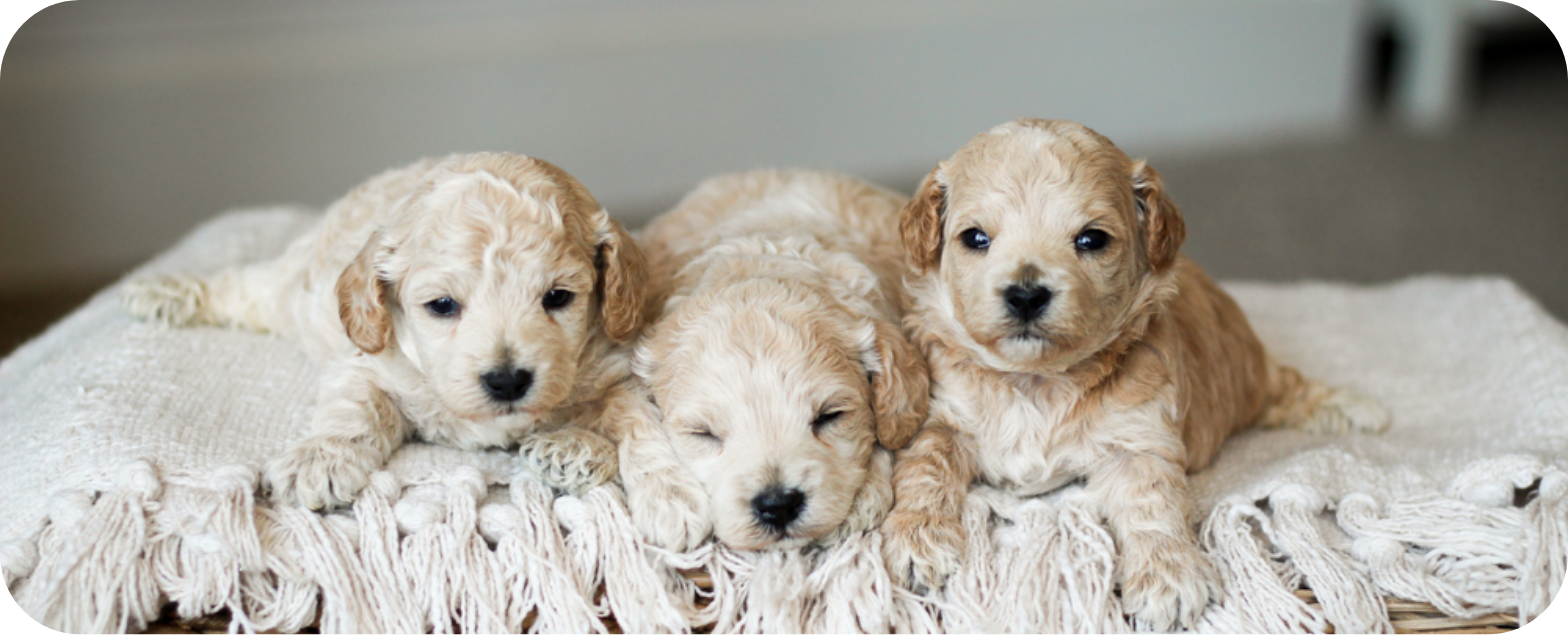 Poochon puppies for sale, shihpoo puppies for sale, maltipoo puppies for sale, teddybear puppies for sale, poochon breeder, maltipoo breeder, maltipoo, poochon, shihpoo, shihpoo puppy, maltipoo puppy, poochon puppy, bichpoo puppies for sale, bichpoo breeder, puppies for sale, puppies, teddybear puppy