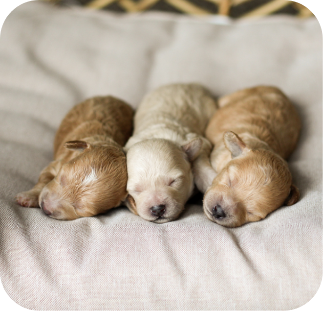 Poochon puppies for sale, shihpoo puppies for sale, maltipoo puppies for sale, teddybear puppies for sale, poochon breeder, maltipoo breeder, maltipoo, poochon, shihpoo, shihpoo puppy, maltipoo puppy, poochon puppy, bichpoo puppies for sale, bichpoo breeder, puppies for sale, puppies, teddybear puppy