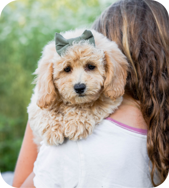 poochon puppies for sale, poochon puppies, poochon breeder, bichpoo puppies for sale, bichpoo breeder, bichon poodle puppies for sale, bichon poodle puppies, bichon poodle puppy, bichonpoo puppies for sale, bichon poodle breeder, teddybear puppies for sale, teddybear puppies, teddybear puppy breeder
