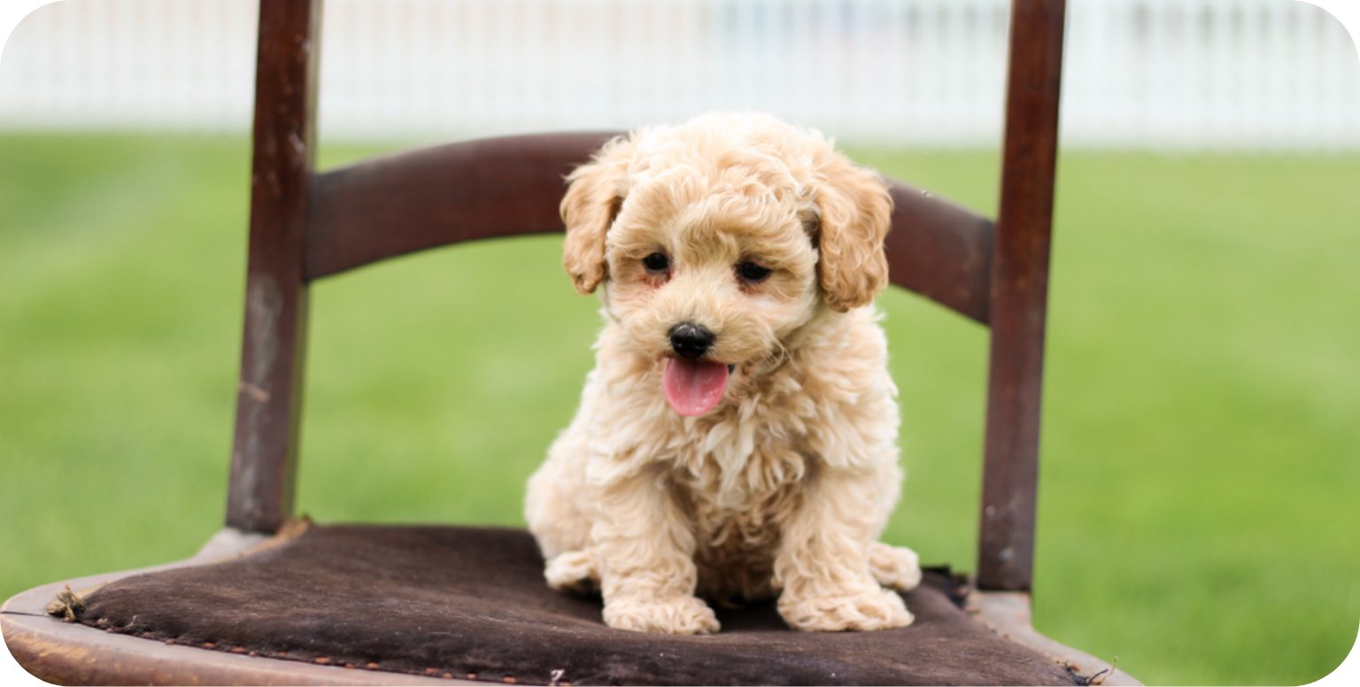 poochon puppies for sale, poochon puppies, poochon breeder, bichpoo puppies for sale, bichpoo breeder, bichon poodle puppies for sale, bichon poodle puppies, bichon poodle puppy, bichonpoo puppies for sale, bichon poodle breeder, teddybear puppies for sale, teddybear puppies, teddybear puppy breeder