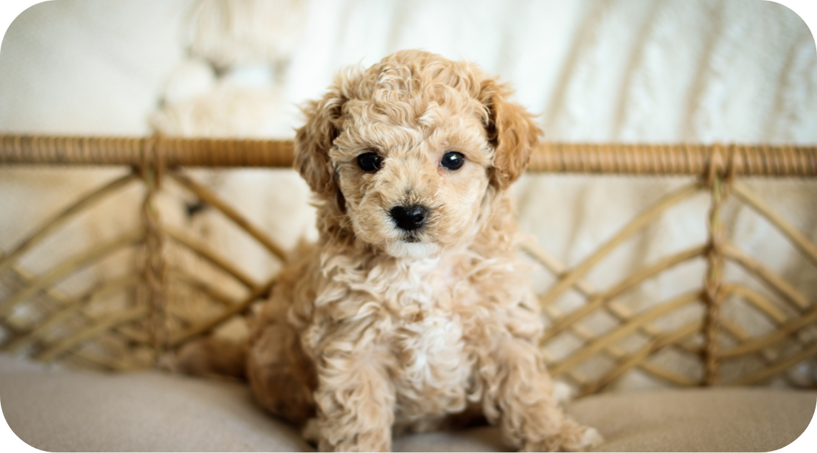 Poochon puppies for sale, shihpoo puppies for sale, maltipoo puppies for sale, teddybear puppies for sale, poochon breeder, maltipoo breeder, maltipoo, poochon, shihpoo, shihpoo  puppy, maltipoo puppy, poochon puppy, bichpoo puppies for sale, bichpoo breeder, puppies for sale, puppies, teddybear puppy 