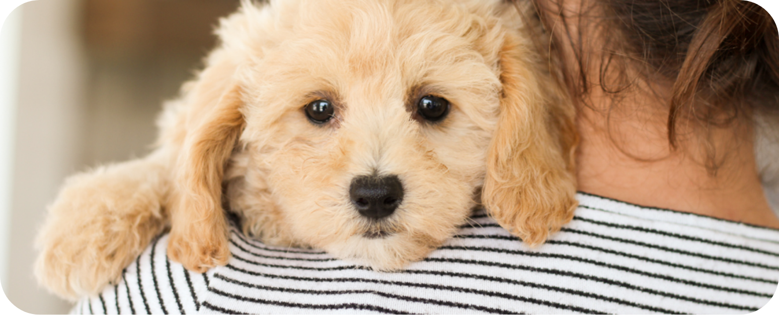 Poochon puppies for sale, shihpoo puppies for sale, maltipoo puppies for sale, teddybear puppies for sale, poochon breeder, maltipoo breeder, maltipoo, poochon, shihpoo, shihpoo  puppy, maltipoo puppy, poochon puppy, bichpoo puppies for sale, bichpoo breeder, puppies for sale, puppies, teddybear puppy 