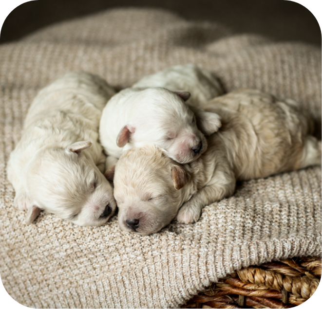 poochon puppies for sale, poochon puppies, poochon breeder, bichpoo puppies for sale, bichpoo breeder, bichon poodle puppies for sale, bichon poodle puppies, bichon poodle puppy, bichonpoo puppies for sale, bichon poodle breeder, teddybear puppies for sale, teddybear puppies, teddybear puppy breeder