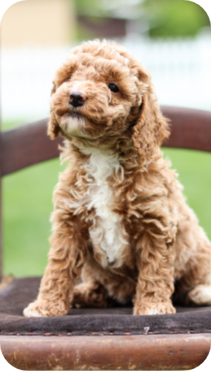 poodle puppies for sale, toy poodle puppies, mini poodle puppies for sale, toy poodle breeder, poodle breeder, parti poodle