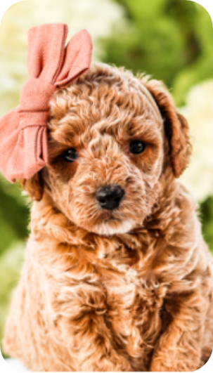 poodle puppies for sale, toy poodle puppies, mini poodle puppies for sale, toy poodle breeder, poodle breeder, parti poodle