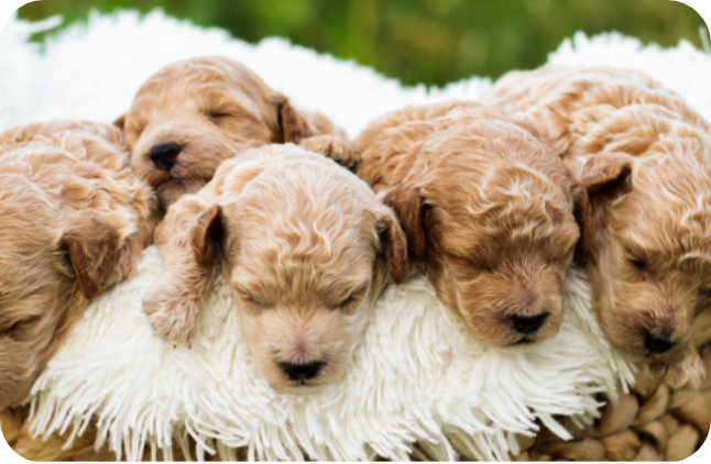 poodle puppies for sale, toy poodle puppies, mini poodle puppies for sale, toy poodle breeder, poodle breeder, parti poodle