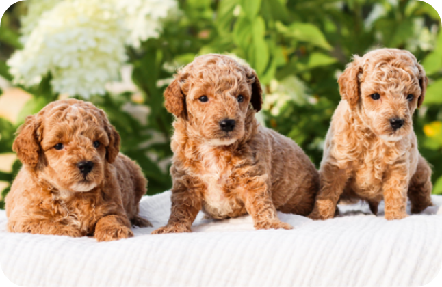 poodle puppies for sale, toy poodle puppies, mini poodle puppies for sale, toy poodle breeder, poodle breeder, parti poodle