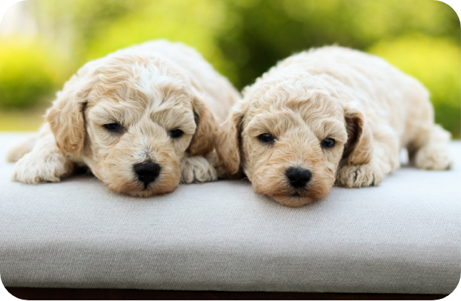 maltipoo puppies for sale, maltipoo breeder, maltipoo, maltipoo puppies, teddybear puppies for sale, multipoo puppies