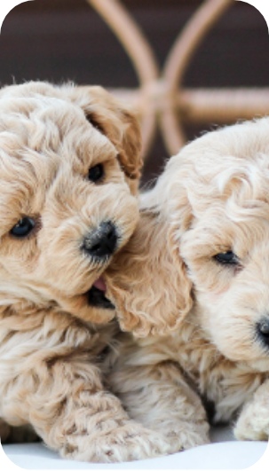 maltipoo puppies for sale, maltipoo breeder, maltipoo, maltipoo puppies, teddybear puppies for sale, multipoo puppies