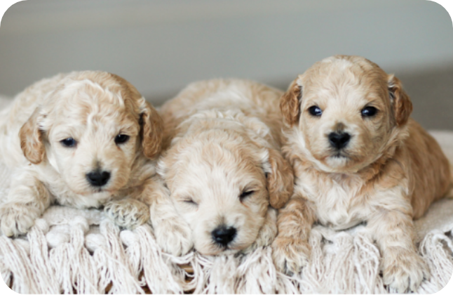maltipoo puppies for sale, maltipoo breeder, maltipoo, maltipoo puppies, teddybear puppies for sale, multipoo puppies