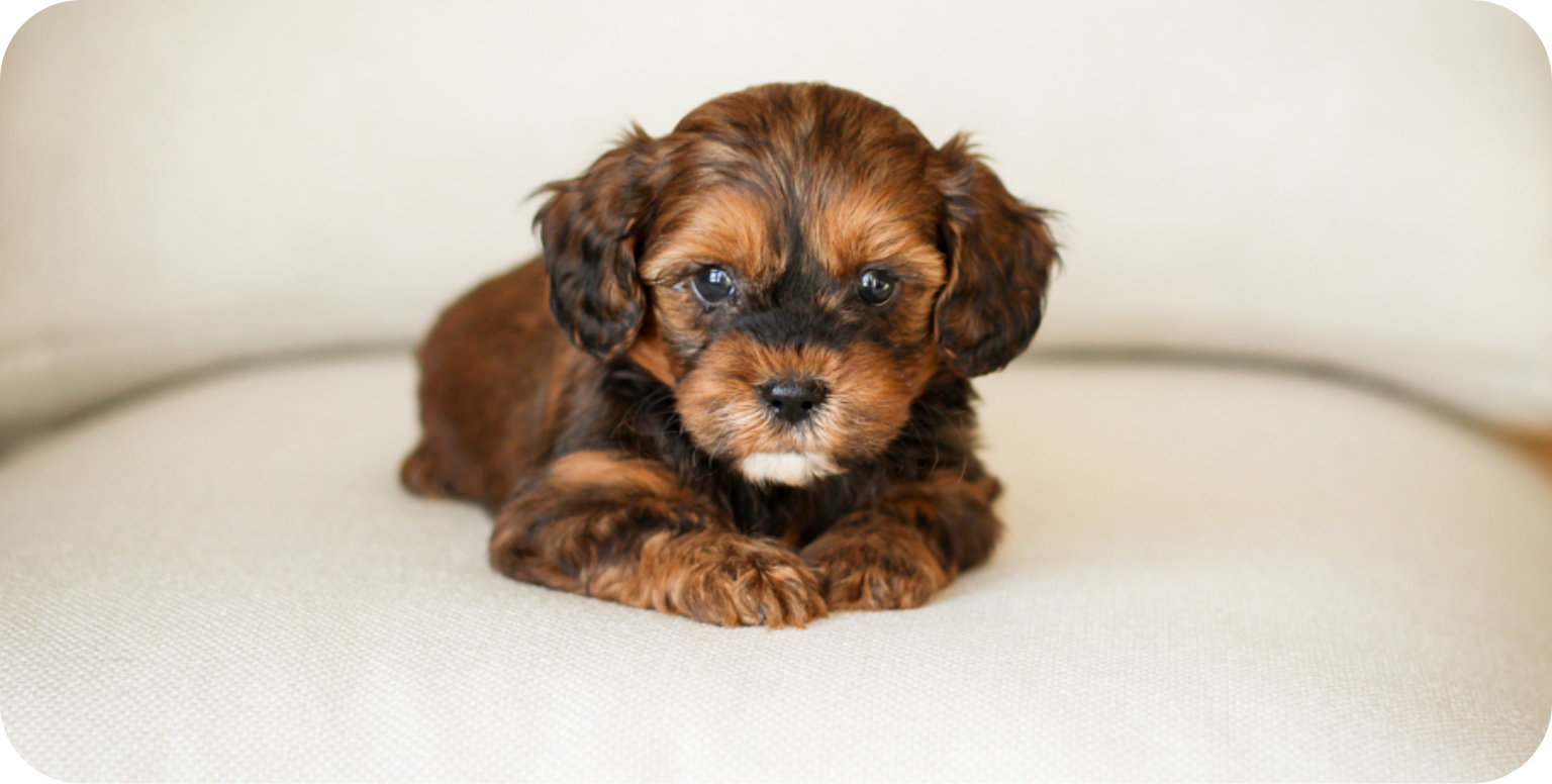 shihpoo puppies for sale, shihpoo puppies, shihpoo breeder,  shihpoo puppy. shihtzu poodle mix, poodle shihtzu, shihpoo, shih poo, shih poo puppies for sale, puppies for sale, shihpoo puppies for sale near me, teddy bear puppies for sale, teddybear puppies for sale, teddybear puppies, teddybear puppy, teddybear puppy breeder, designer puppies for sale, small puppies for sale, hypoallergenic puppies, nonshedding puppies, healthy puppies