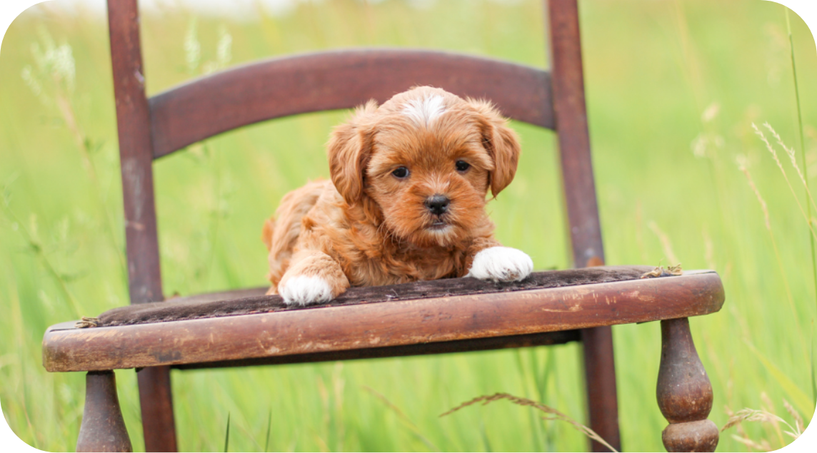 shihpoo puppies for sale, shihpoo puppies, shihpoo breeder,  shihpoo puppy. shihtzu poodle mix, poodle shihtzu, shihpoo, shih poo, shih poo puppies for sale, puppies for sale, shihpoo puppies for sale near me, teddy bear puppies for sale, teddybear puppies for sale, teddybear puppies, teddybear puppy, teddybear puppy breeder, designer puppies for sale, small puppies for sale, hypoallergenic puppies, nonshedding puppies, healthy puppies