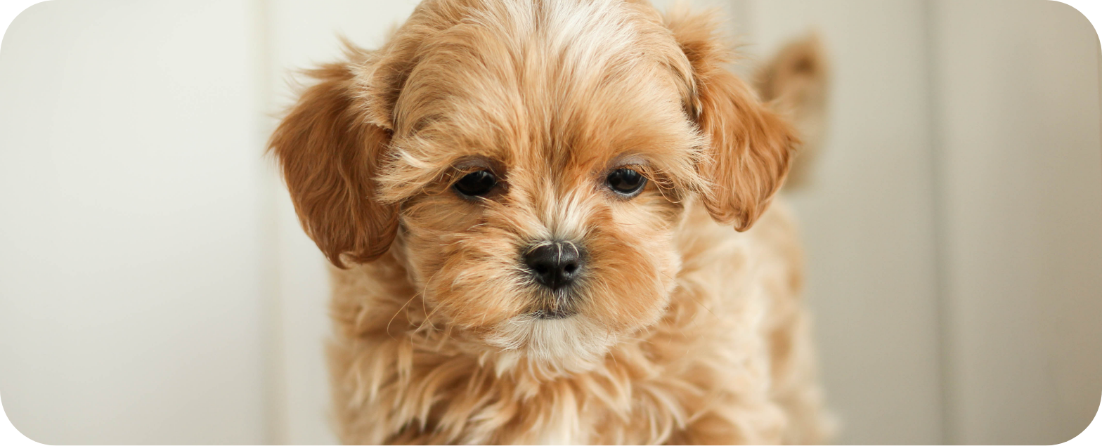 shihpoo puppies for sale, shihpoo puppies, shihpoo, shihpoo breeder, teddybear puppies for sale, teddybear puppies, teddybear puppy, shihtzu poodle puppies, puppies for sale, puppies for sale near me, poochon breeder, poochon puppies for sale, poochon puppies, poochon breeder, maltipoo puppies for sale, maltipoo, maltipoo breeder, maltipoo puppies, malti poo, multipoo, maltepoo, poochon dog, shihpoo dog, maltipoo dog, doodle puppies, doodle puppy breeder, shih poo puppies, shih poo puppy, black puppies, red puppies