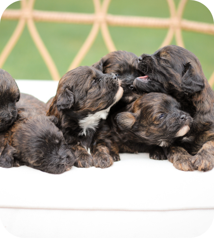 shihpoo puppies for sale, shihpoo breeder, shihpoo puppies, shihoo, teddybear puppy, teddybear puppies for sale, teddybear puppy breeder, puppies for sale, shihtzu poodle puppies, poodle shihtzu puppies for sale, puppies for sale near me, maltipoo puppies for sale,