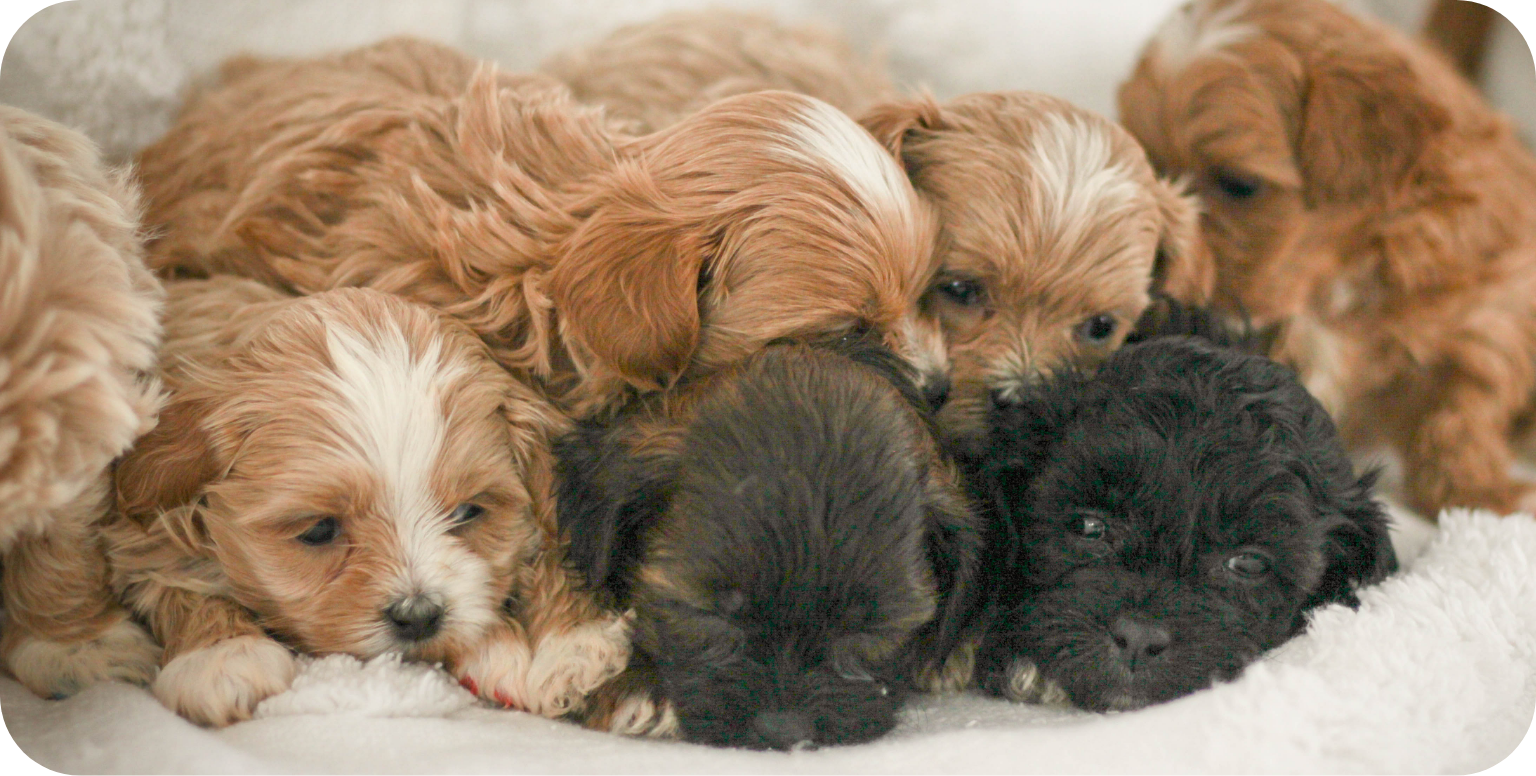 shihpoo puppies for sale, shihpoo breeder, shihpoo puppies, shihoo, teddybear puppy, teddybear puppies for sale, teddybear puppy breeder, puppies for sale, shihtzu poodle puppies, poodle shihtzu puppies for sale, puppies for sale near me, maltipoo puppies for sale,
