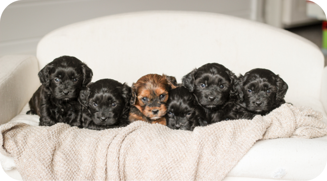 shihpoo puppies for sale, shihpoo breeder, shihpoo puppies, shihoo, teddybear puppy, teddybear puppies for sale, teddybear puppy breeder, puppies for sale, shihtzu poodle puppies, poodle shihtzu puppies for sale, puppies for sale near me, maltipoo puppies for sale,