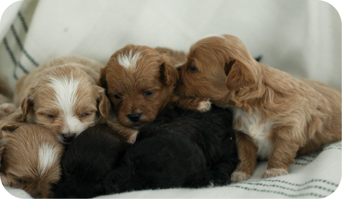 shihpoo puppies for sale, shihpoo breeder, shihpoo puppies, shihoo, teddybear puppy, teddybear puppies for sale, teddybear puppy breeder, puppies for sale, shihtzu poodle puppies, poodle shihtzu puppies for sale, puppies for sale near me, maltipoo puppies for sale,