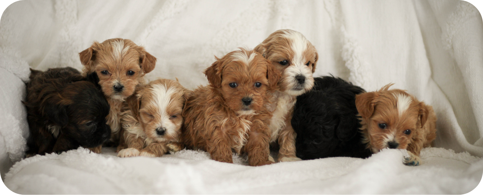 shihpoo puppies for sale, shihpoo puppies, shihpoo breeder,  shihpoo puppy. shihtzu poodle mix, poodle shihtzu, shihpoo, shih poo, shih poo puppies for sale, puppies for sale, shihpoo puppies for sale near me, teddy bear puppies for sale, teddybear puppies for sale, teddybear puppies, teddybear puppy, teddybear puppy breeder, designer puppies for sale, small puppies for sale, hypoallergenic puppies, nonshedding puppies, healthy puppies