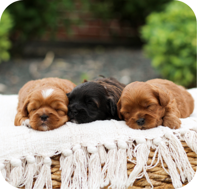 shihpoo puppies for sale, shihpoo puppies, shihpoo breeder,  shihpoo puppy. shihtzu poodle mix, poodle shihtzu, shihpoo, shih poo, shih poo puppies for sale, puppies for sale, shihpoo puppies for sale near me, teddy bear puppies for sale, teddybear puppies for sale, teddybear puppies, teddybear puppy, teddybear puppy breeder, designer puppies for sale, small puppies for sale, hypoallergenic puppies, nonshedding puppies, healthy puppies