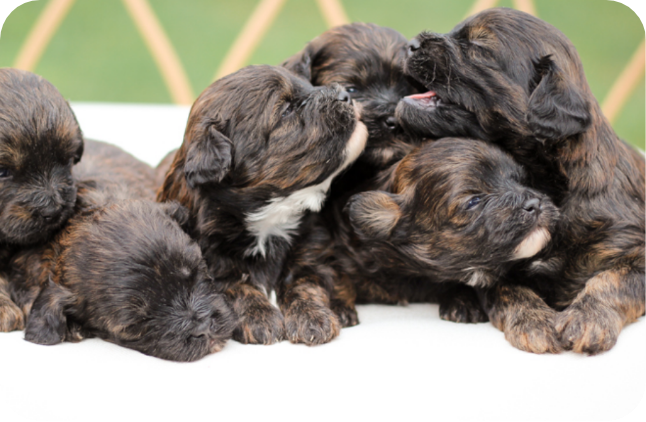 shihpoo puppies for sale, shihpoo puppies, shihpoo breeder,  shihpoo puppy. shihtzu poodle mix, poodle shihtzu, shihpoo, shih poo, shih poo puppies for sale, puppies for sale, shihpoo puppies for sale near me, teddy bear puppies for sale, teddybear puppies for sale, teddybear puppies, teddybear puppy, teddybear puppy breeder, designer puppies for sale, small puppies for sale, hypoallergenic puppies, nonshedding puppies, healthy puppies