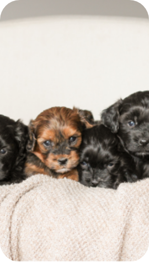 shihpoo puppies for sale, shihpoo puppies, shihpoo breeder, shihpoo, teddybear puppies for sale, teddybear puppies, puppies