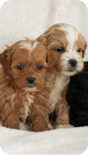 shihpoo puppies for sale, shihpoo puppies, shihpoo breeder,  shihpoo puppy. shihtzu poodle mix, poodle shihtzu, shihpoo, shih poo, shih poo puppies for sale, puppies for sale, shihpoo puppies for sale near me, teddy bear puppies for sale, teddybear puppies for sale, teddybear puppies, teddybear puppy, teddybear puppy breeder, designer puppies for sale, small puppies for sale, hypoallergenic puppies, nonshedding puppies, healthy puppies