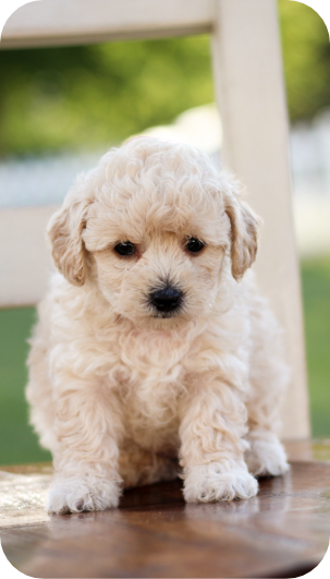 poochon puppies for sale, poochon breeder, poochon puppy, teddybear puppies for sale, puppies for sale, teddybear puppy, teddybear puppy breeder, bichpoo puppies for sale, bichpoo puppies, bichpoo breeder, bichpoo puppy, maltipoo puppies for sale maltipoo breeder, maltipoo, teddybear puppies for sale, multipoo, maltepoo, shihpoo puppies for sale, shihpoo puppies, shihpoo, shihpoo breeder,, teddybear puppies, , shihtzu poodle puppies,