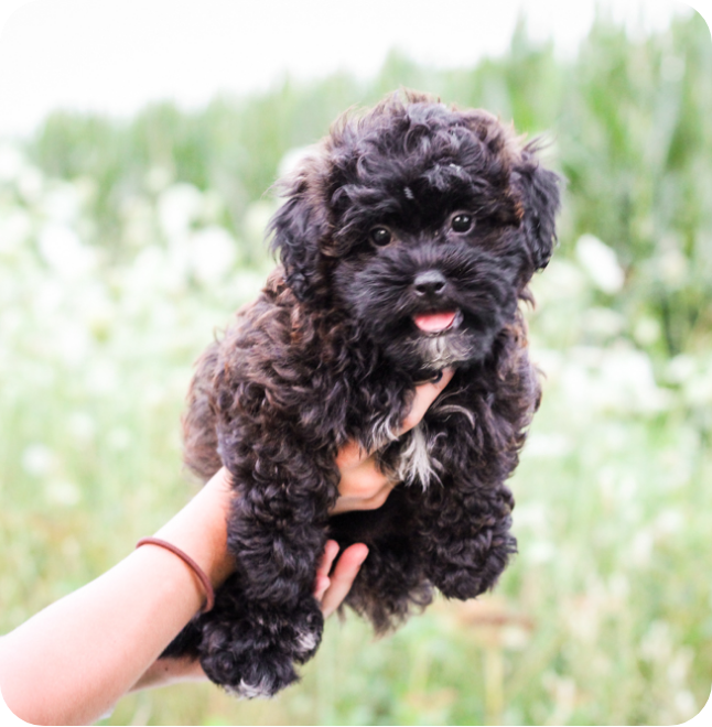 poochon puppies for sale, poochon breeder, poochon puppy, teddybear puppies for sale, puppies for sale, teddybear puppy, teddybear puppy breeder, bichpoo puppies for sale, bichpoo puppies, bichpoo breeder, bichpoo puppy, maltipoo puppies for sale maltipoo breeder, maltipoo, teddybear puppies for sale, multipoo, maltepoo, shihpoo puppies for sale, shihpoo puppies, shihpoo, shihpoo breeder,, teddybear puppies, , shihtzu poodle puppies,
