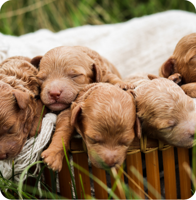 poochon puppies for sale, poochon breeder, poochon puppy, teddybear puppies for sale, puppies for sale, teddybear puppy, teddybear puppy breeder, bichpoo puppies for sale, bichpoo puppies, bichpoo breeder, bichpoo puppy, maltipoo puppies for sale maltipoo breeder, maltipoo, teddybear puppies for sale, multipoo, maltepoo, shihpoo puppies for sale, shihpoo puppies, shihpoo, shihpoo breeder,, teddybear puppies, , shihtzu poodle puppies, poochon puppies for sale, poochon breeder, poochon puppy, teddybear puppies for sale, puppies for sale, teddybear puppy, teddybear puppy breeder, bichpoo puppies for sale, bichpoo puppies, bichpoo breeder, bichpoo puppy, maltipoo puppies for sale maltipoo breeder, maltipoo, teddybear puppies for sale, multipoo, maltepoo, shihpoo puppies for sale, shihpoo puppies, shihpoo, shihpoo breeder,, teddybear puppies, , shihtzu poodle puppies,