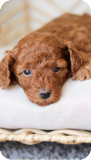 poochon puppies for sale, poochon breeder, poochon puppy, teddybear puppies for sale, puppies for sale, teddybear puppy, teddybear puppy breeder, bichpoo puppies for sale, bichpoo puppies, bichpoo breeder, bichpoo puppy, maltipoo puppies for sale maltipoo breeder, maltipoo, teddybear puppies for sale, multipoo, maltepoo, shihpoo puppies for sale, shihpoo puppies, shihpoo, shihpoo breeder,, teddybear puppies, , shihtzu poodle puppies,